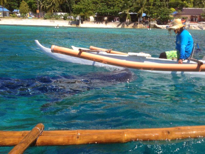 Bohol Philippines Whale Sharks