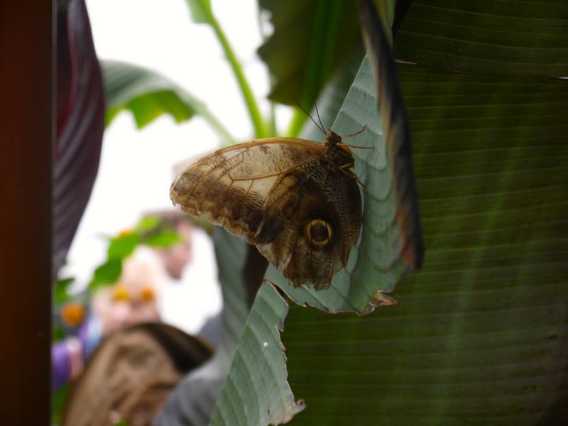 sensational butterflies Natural history museum london