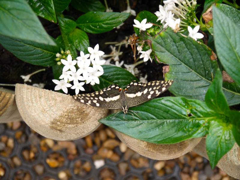 sensational butterflies Natural history museum london