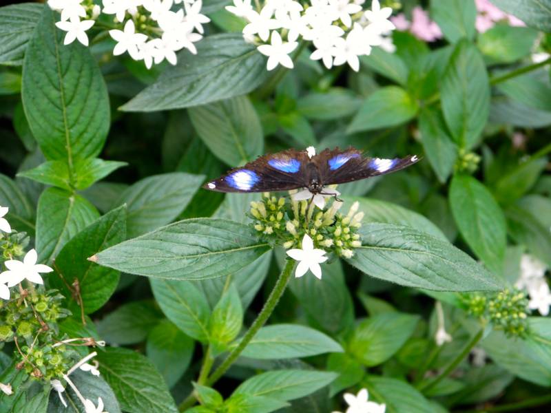 sensational butterflies Natural history museum london
