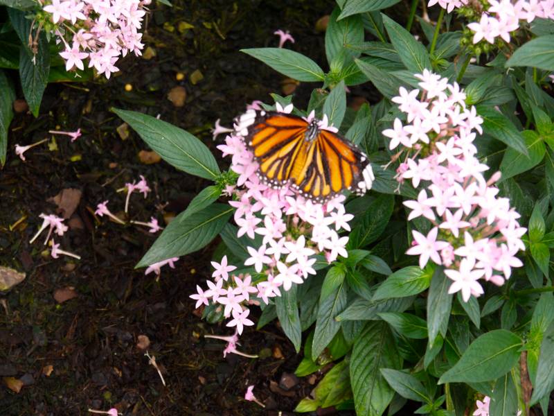 sensational butterflies Natural history museum london