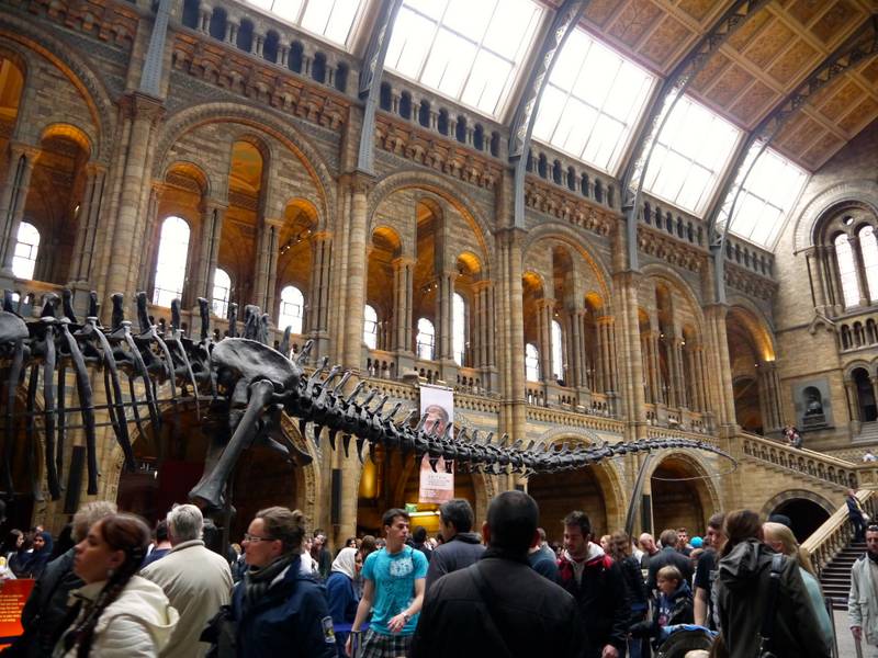 Natural history museum london dinosaurs
