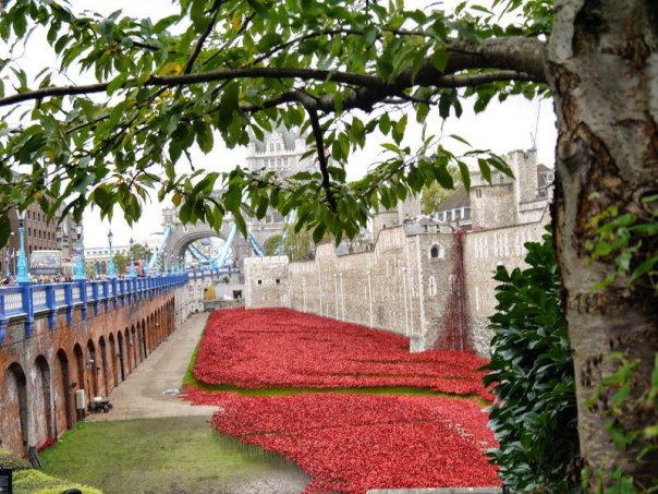tower of london poppy installation