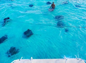 Stingray city cayman islands