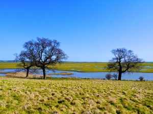 Elmley Nature Reserve